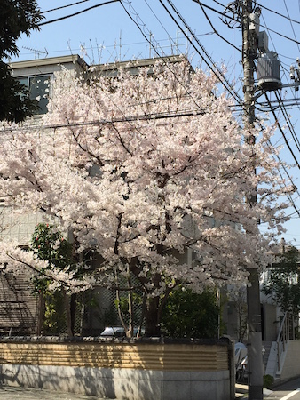 神楽坂すしアカデミー ですし食べ放題と外堀の桜_e0194987_10543152.jpg