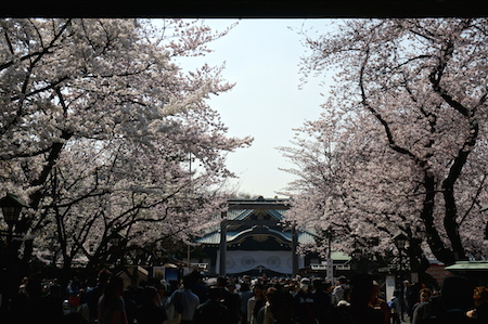 靖国神社で満開の桜を満喫♪_e0194987_1551476.jpg