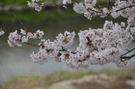 桜開花_d0239891_07060943.jpg