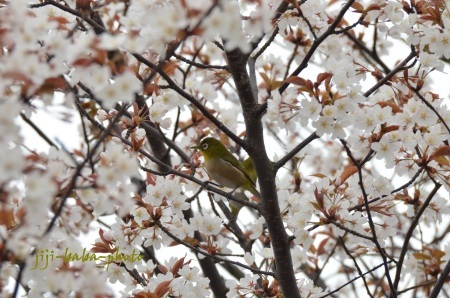 桜開花_d0239891_07062555.jpg