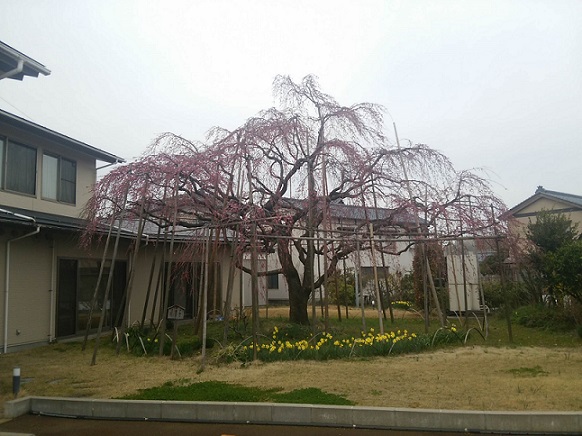かめだの三春の滝桜。_a0045293_14362419.jpg