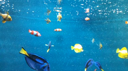 海洋ゾーン　その他：京都水族館_b0205694_7515798.jpg