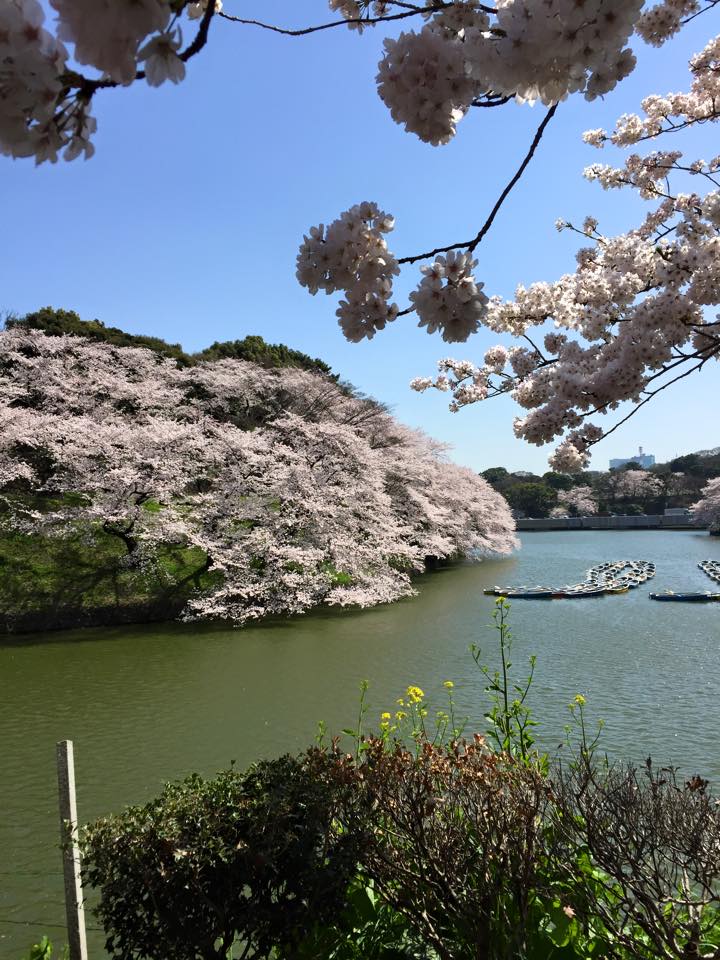 桜、さくら......2015年_c0211194_19264115.jpg