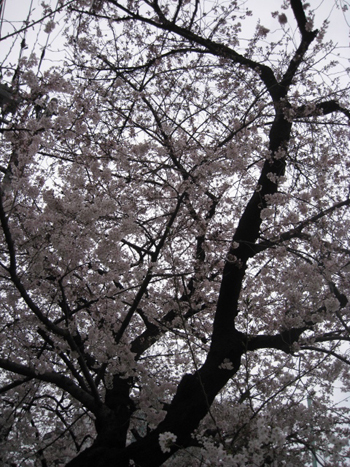お花見日和_f0061394_14575414.jpg