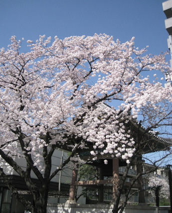 お花見日和_f0061394_15234261.jpg