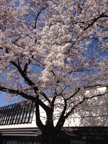 お花見日和_f0061394_15261422.jpg