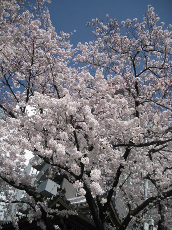 お花見日和_f0061394_15332281.jpg