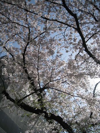 お花見日和_f0061394_1555964.jpg