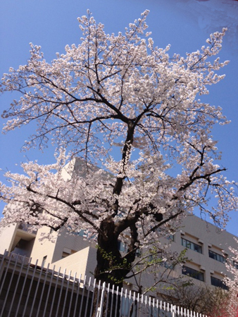 お花見日和_f0061394_158368.jpg