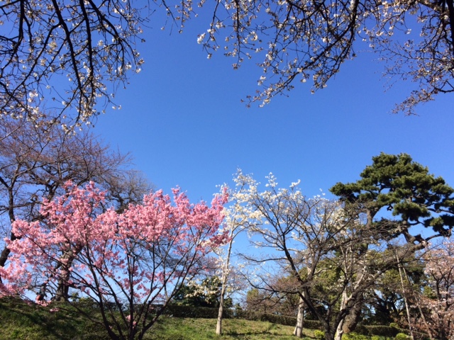 ２０１５年の桜（３）_b0129897_1585789.jpg