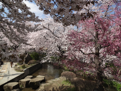 お花見・・・一夜限りのライトアップ_e0129400_014976.jpg