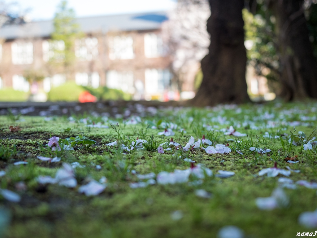 今日の桜　自由の学府の桜_f0224100_22233184.jpg