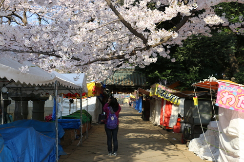 恩賜上野公園の満開の桜、３月３０日（春分・次候）桜始めて開く・・・１７_c0075701_10423922.jpg