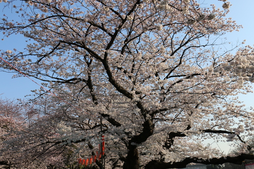 恩賜上野公園の満開の桜、３月３０日（春分・次候）桜始めて開く・・・１７_c0075701_10431913.jpg