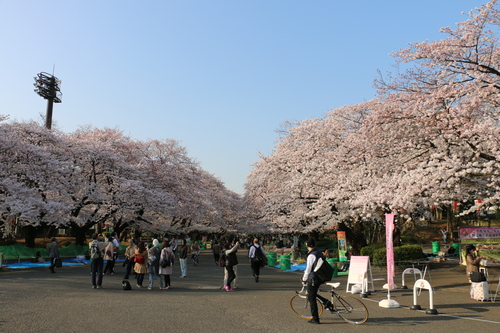 恩賜上野公園の満開の桜、３月３０日（春分・次候）桜始めて開く・・・１７_c0075701_10432923.jpg