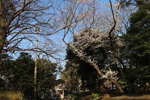 恩賜上野公園の満開の桜、３月３０日（春分・次候）桜始めて開く・・・１７_c0075701_1043930.jpg