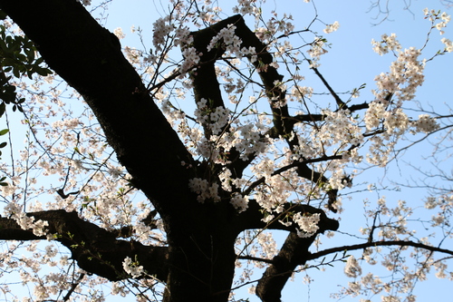 恩賜上野公園の満開の桜・・・２２_c0075701_110223.jpg