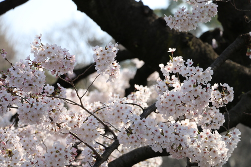 恩賜上野公園の満開の桜、３月３０日（春分・次候）桜始めて開く・・・２４_c0075701_14272119.jpg