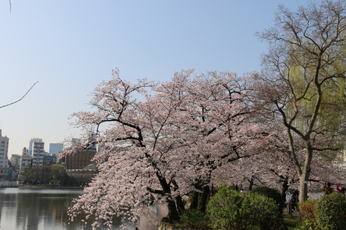 恩賜上野公園の満開の桜・・・２５_c0075701_14381155.jpg