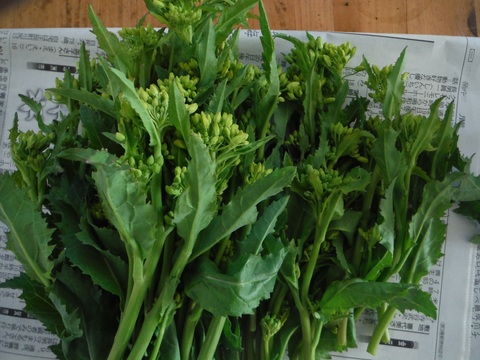 菜の花収穫 自由と自然を楽しむ