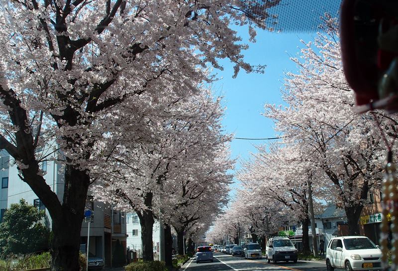 満開の桜　　４月２日　[木]_e0018604_16452090.jpg