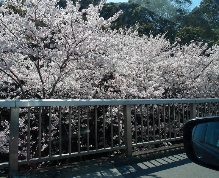 満開の桜　　４月２日　[木]_e0018604_16454449.jpg