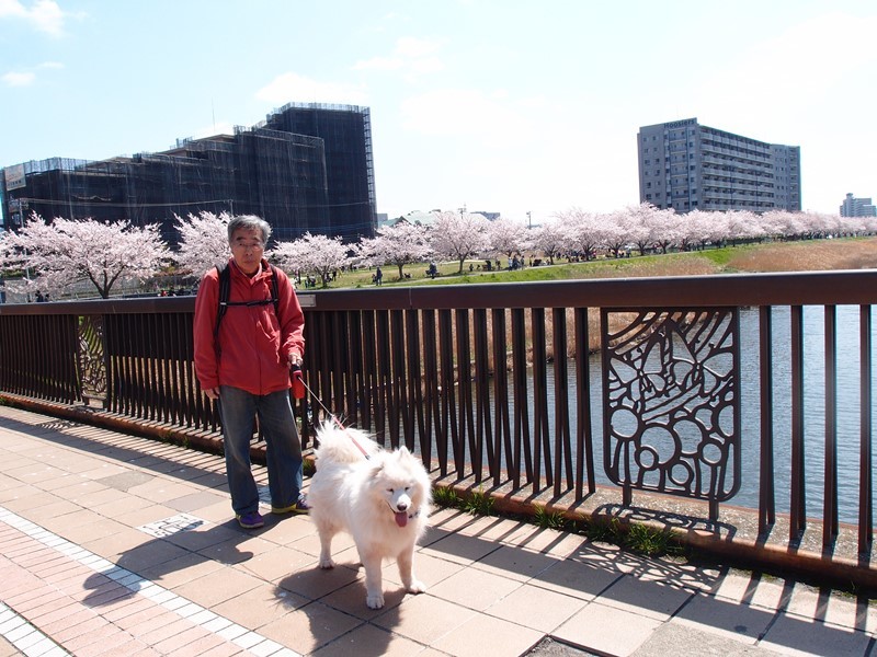 満開の桜　　４月２日　[木]_e0018604_16455713.jpg