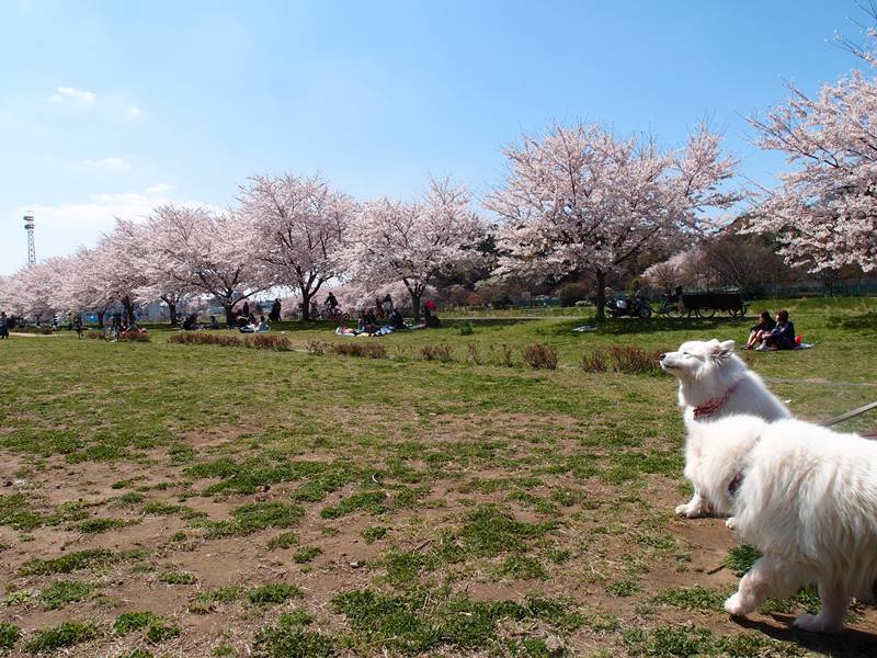 満開の桜　　４月２日　[木]_e0018604_16461907.jpg