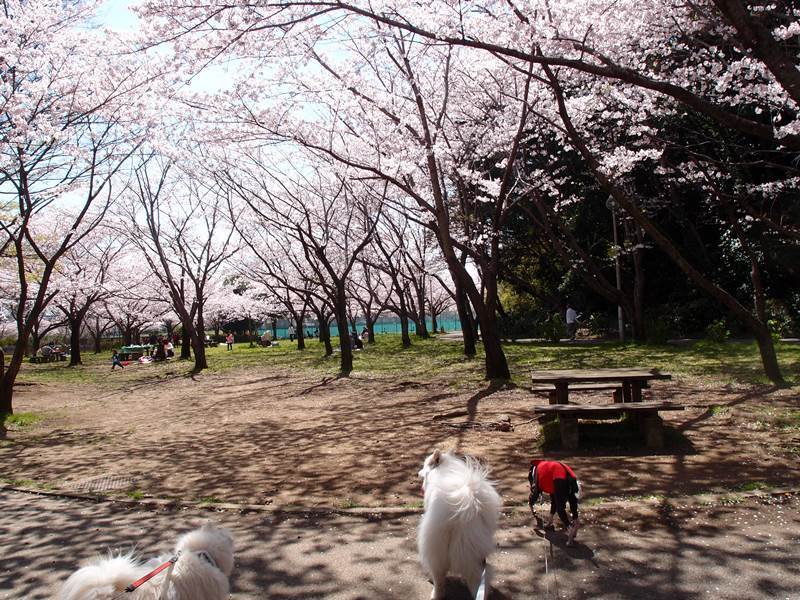 満開の桜　　４月２日　[木]_e0018604_16475155.jpg