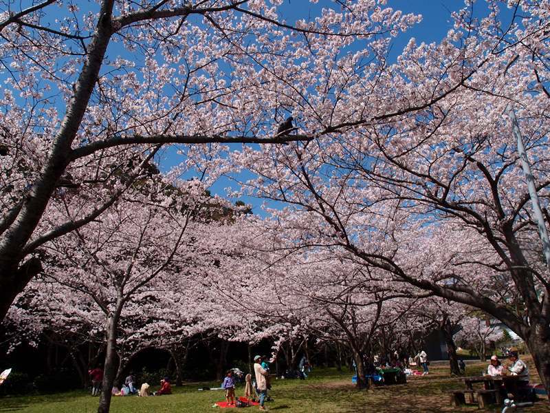 満開の桜　　４月２日　[木]_e0018604_16484171.jpg