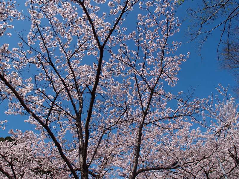 満開の桜　　４月２日　[木]_e0018604_16484984.jpg