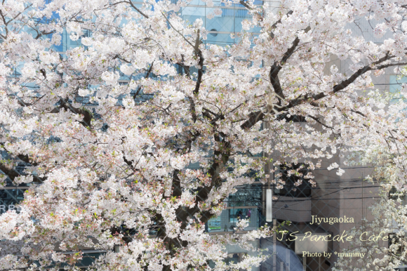 自由が丘 J.S. Pancake Cafe は桜色♪_d0154507_21122658.jpg