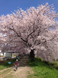 桜の花が舞う頃_e0116207_16284592.jpg
