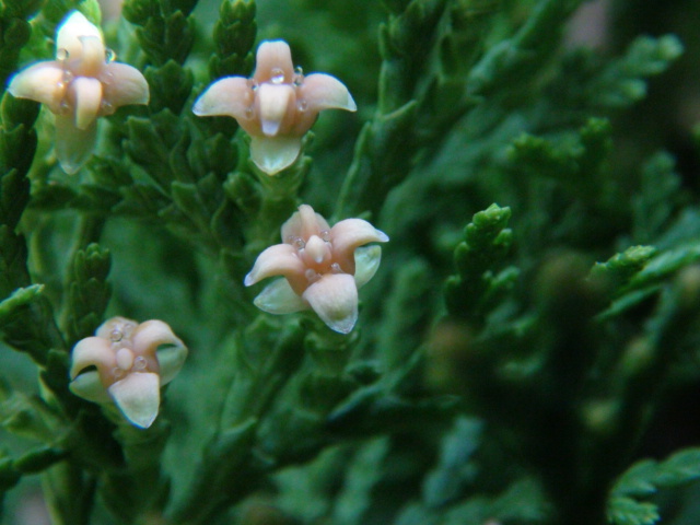 コノテガシワの花 163 27 徳ちゃん便り コノテガシワの花 163 27 徳ちゃん便り
