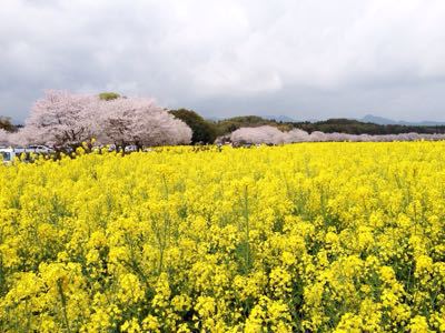 桜_a0300410_21335616.jpg