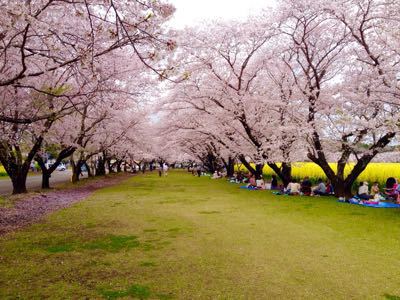 桜_a0300410_21335675.jpg