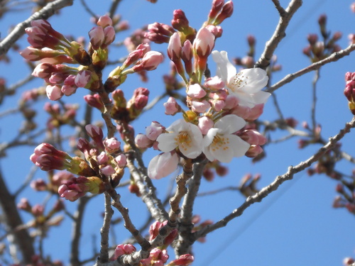 市場場内の桜が…_c0266012_13591261.jpg