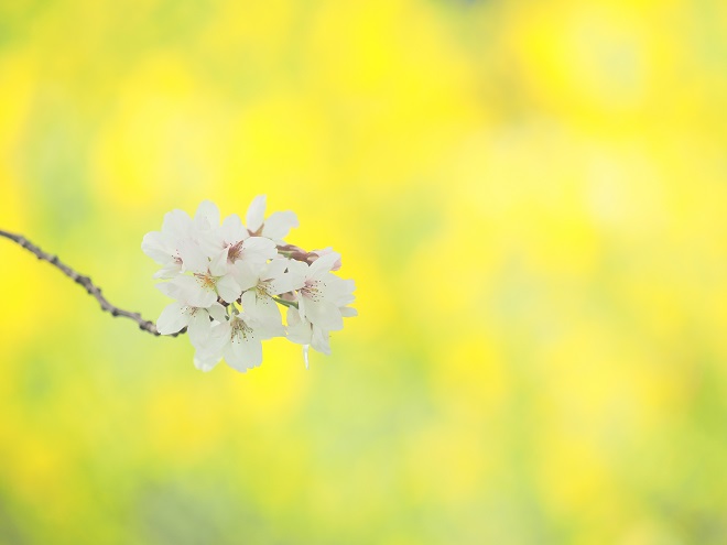 SAKURA・MOMENT_d0207413_1905893.jpg