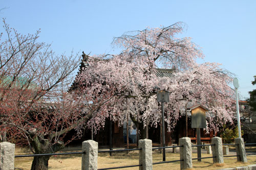 妙覚寺のしだれ　2015桜たより15_e0048413_2129415.jpg