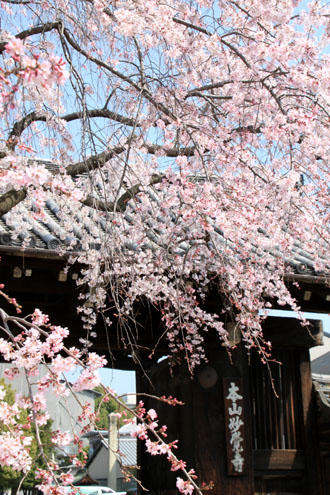妙覚寺のしだれ　2015桜たより15_e0048413_2130013.jpg