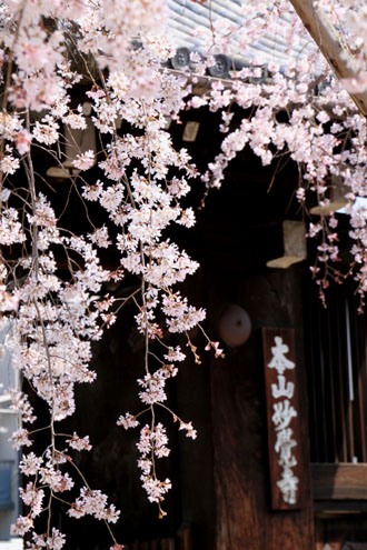 妙覚寺のしだれ　2015桜たより15_e0048413_21301169.jpg