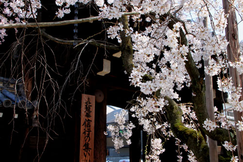 妙覚寺のしだれ　2015桜たより15_e0048413_21302731.jpg