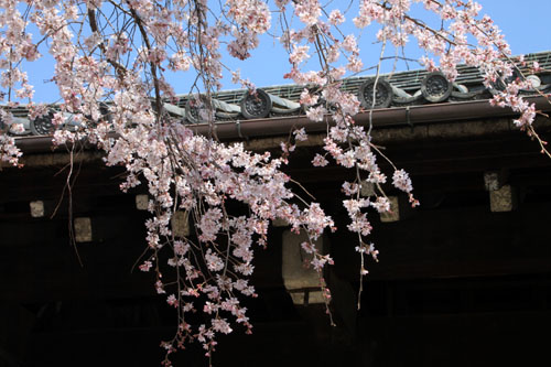 妙覚寺のしだれ　2015桜たより15_e0048413_21305976.jpg