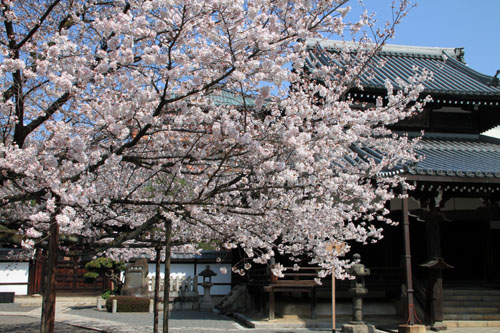 本法寺ソメイヨシノ　２０１５桜だより16_e0048413_22103653.jpg