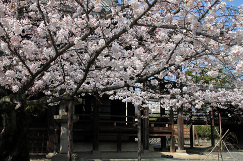 本法寺ソメイヨシノ 2015桜だより16_e0048413_22104986.jpg