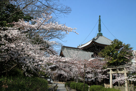 本法寺ソメイヨシノ　２０１５桜だより16_e0048413_2295960.jpg