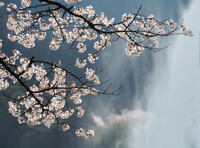 湖畔の桜_c0235114_011311.jpg