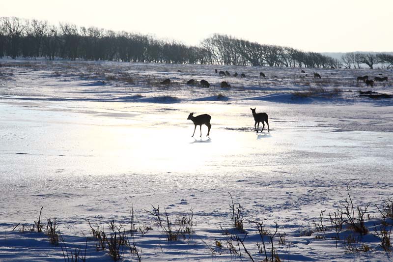 北海道３_e0040514_1954190.jpg