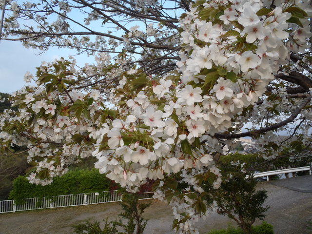 f0129416_20563222.jpg