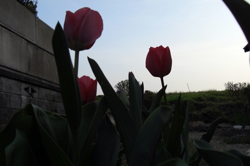 b0001117_19495219.jpg